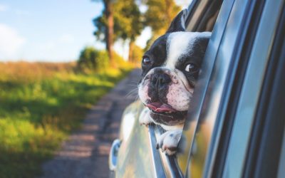 Discover the Top 10 Pet-Friendly Road Trip Destinations for Unforgettable Adventures!