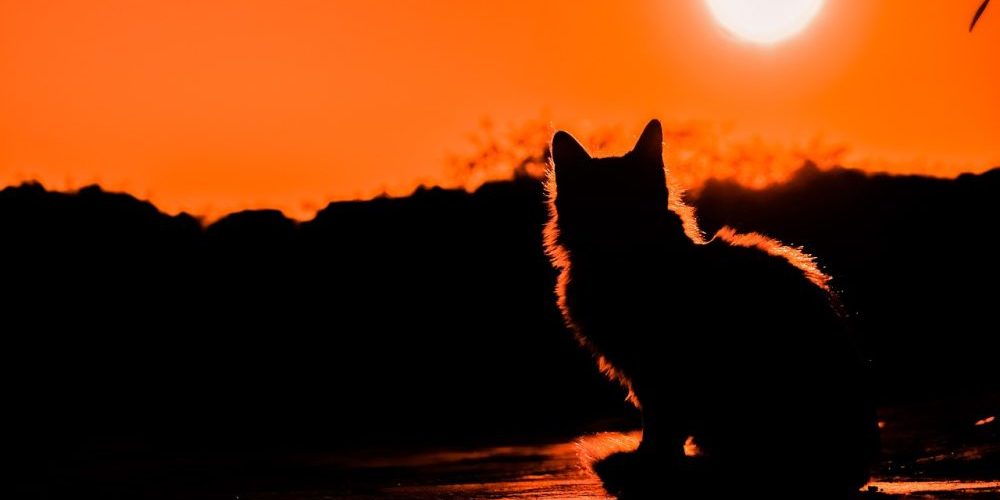 cat at sunset