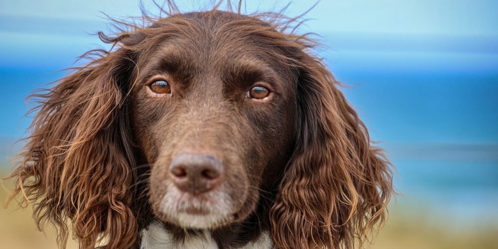 dog at the beach