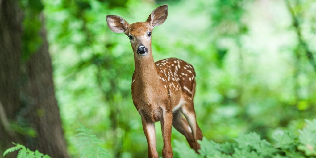photographing wildlife