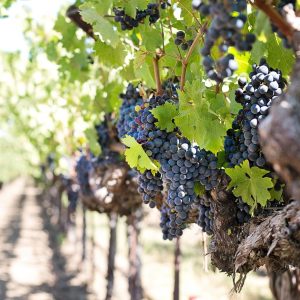wineries